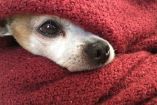 Un perro cobijado