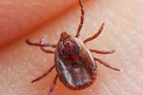 En la imagen una garrapata