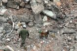 Un elemento canino de la Marina y su manejador en búsqueda en los escombros