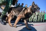 Proteo, el perro rescatista que falleció en Turquía