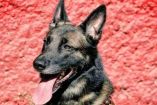 El perro rescatista 'Proteo' murió salvando vidas en Turquía