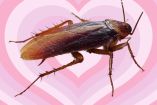 Cucaracha caminando y fondo con patrón de corazón