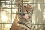Tigre enviado a la India