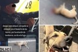 Policía que presuntamente atropelló al perro Chilaquil. 