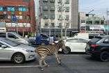La cebra fue captada por los transeúntes en Seúl. (Especial)