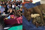 niños adoptan a perrita embarazada