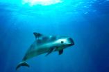 Un espécimen de la vaquita marina nadando en el mar.