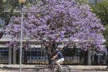 Jacarandas y bici 