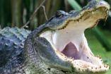 Un caimán se tragó a un niño en Florida