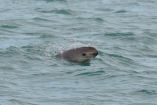 Vaquita marina en el mar