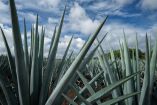 Agaves en Jalisco