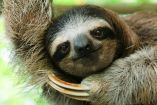 Los perezosos de Costa Rica podría dar los antibióticos del futuro. (AFP)