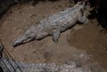 Los cocodrilos son animales salvajes y violentos con los humanos. (AFP)