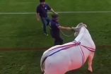 Un toro se escapó en un partido de Superliga de rugby de Francia