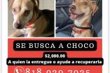 Choco, perrita desaparecida en Nuevo León