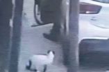 Video donde matan a un gato en Tlalnepantla, Edomex.