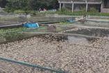 Los peces muertos en Veracruz