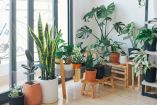 Las plantas ayudan a tener un lugar fresco en tu casa