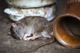 Las ratas son consideradas una plaga en Nueva York. (Especial)