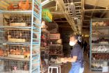 El mercado de Sonora, desde su creación en 1957, tuvo un espacio destinado a la venta de animales vivos, principalmente aves de corral.
