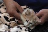 La OMS alerta por número "elevado" de gatos infectados con gripe aviar en Polonia 