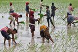 Las fuertes lluvias han afectado los cultivos de arroz en India. (Reuters)
