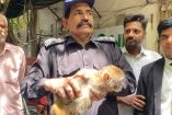 El mono fue rescatado antes de ser traficado en Pakistán. (Especial)