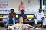 Miles de perros callejeros deambulan en las calles de Nueva Delhi. (AFP)
