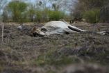Animales muertos en campeche a consecuencia de la sequía