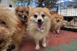Perritos rescatados en Ecatepec.