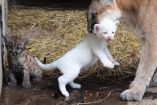 puma bebé de color blanco albino cargado por mamá puma