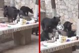 Osos robando comida en Coahuila