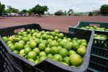 Consumidores aseguran que el limón está por las nubes