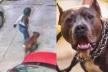 Supuesto pitbull ataco menor se hara responsable 