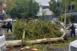 Cae árbol sobre auto en Coyoacán, CDMX.