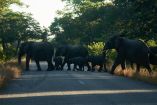 Elefantes cruzan la carretera 