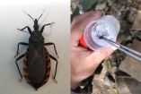 Una chinche vista en zoom y en otra foto una chinche atrapada en un frasco con algodones 