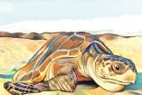 Ilustración de una tortuga Golfina.