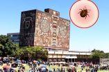 Chinches en la UNAM