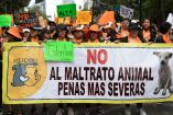 Manifestación en contra del matrato animal. 