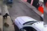 El gasero que arrolló al perrito