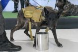 Neza cuenta con Unidad Canina en detección de nárcoticos