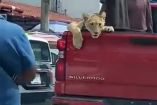 Cachorro de leon en camioneta por calles de Palenque