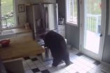 Oso abriendo un refrigerador.
