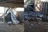 Serpiente gigante afuera de una casa.