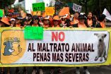 México es el tercer lugar mundial en maltrato animal