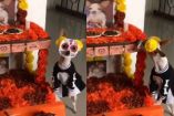 Tiktok perrito espera amigos difuntos con una ofrenda día de muertos