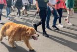Concluye segundo Maratón Canino 2023 de Coyoacán