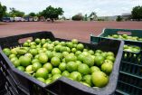 Cajas de limones listas para transportarse.