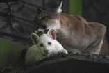 Puma albina en Nicaragua.